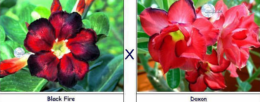 (image for) Adenium Seeds Black Fire X Doxon (5 Per Pack)